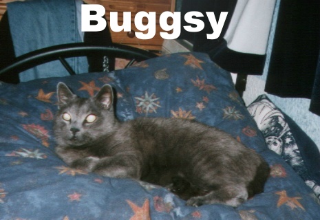 catonbed.jpg