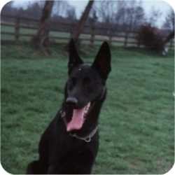 dog picture